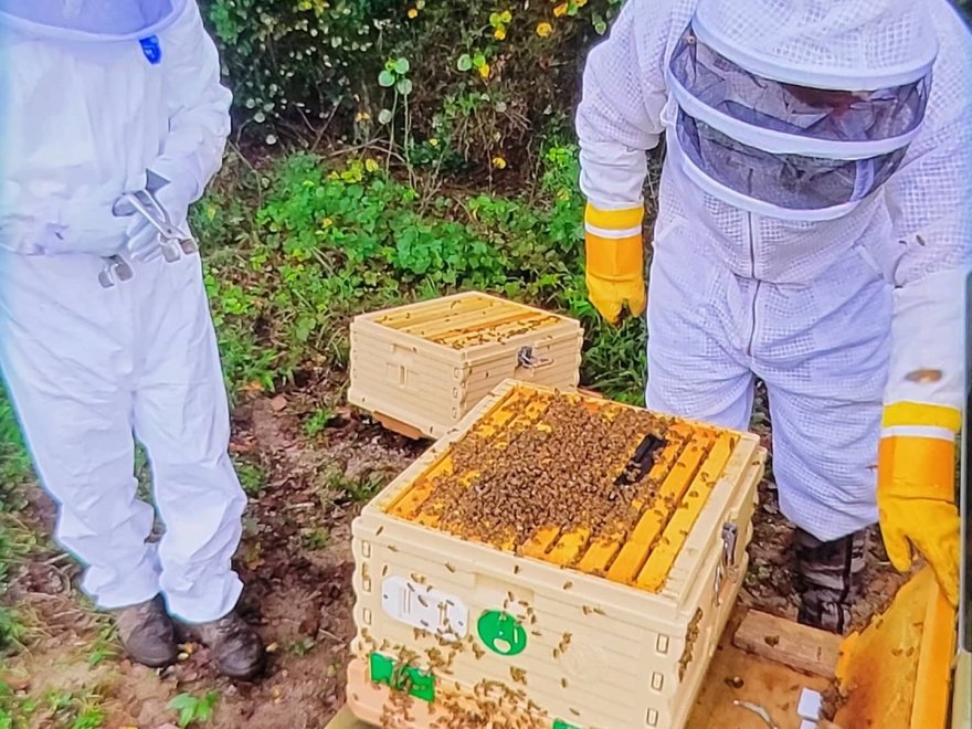 BayBees Honey